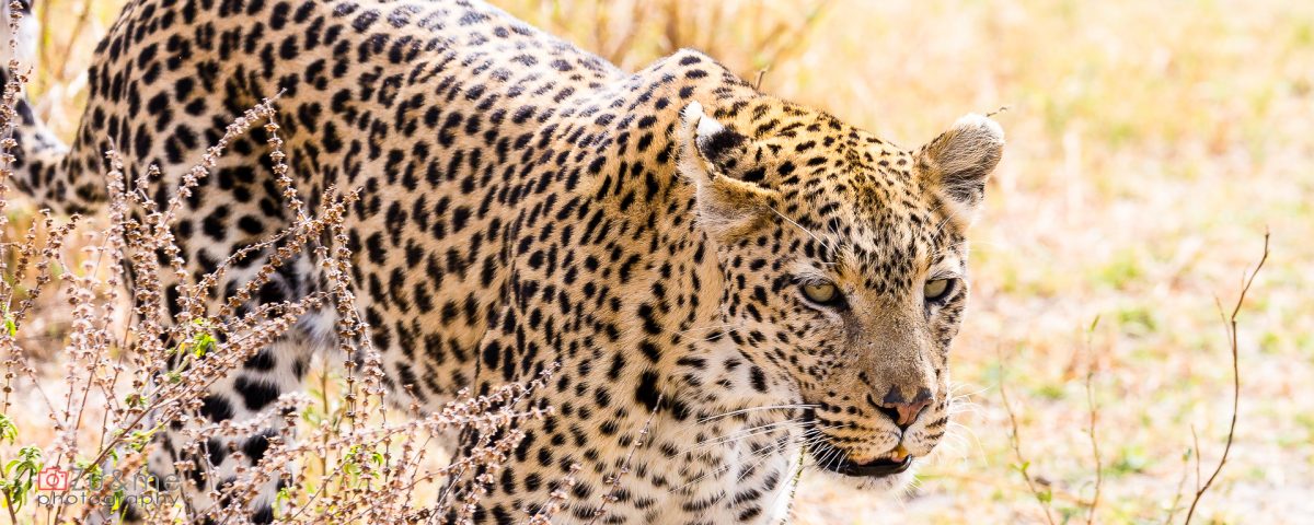 Leopard